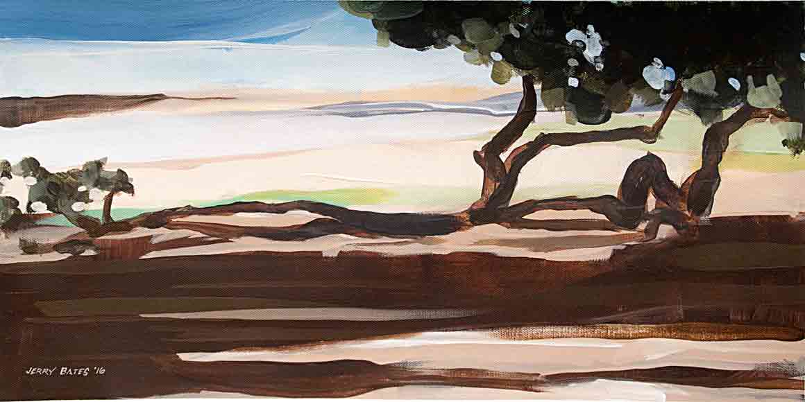 madrona tree casting shadow